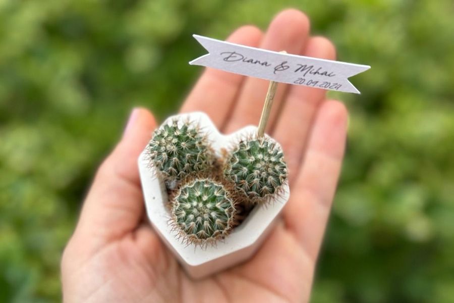 2. Plante suculente în ghivece personalizate